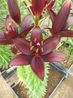 [5585 VH15 No02.JPG]